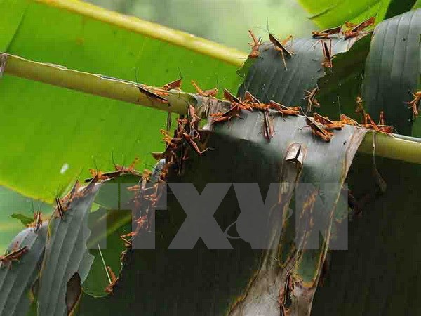 Châu chấu phủ kín, ăn trụi 9.000ha khu vực biên giới Mường Lạn