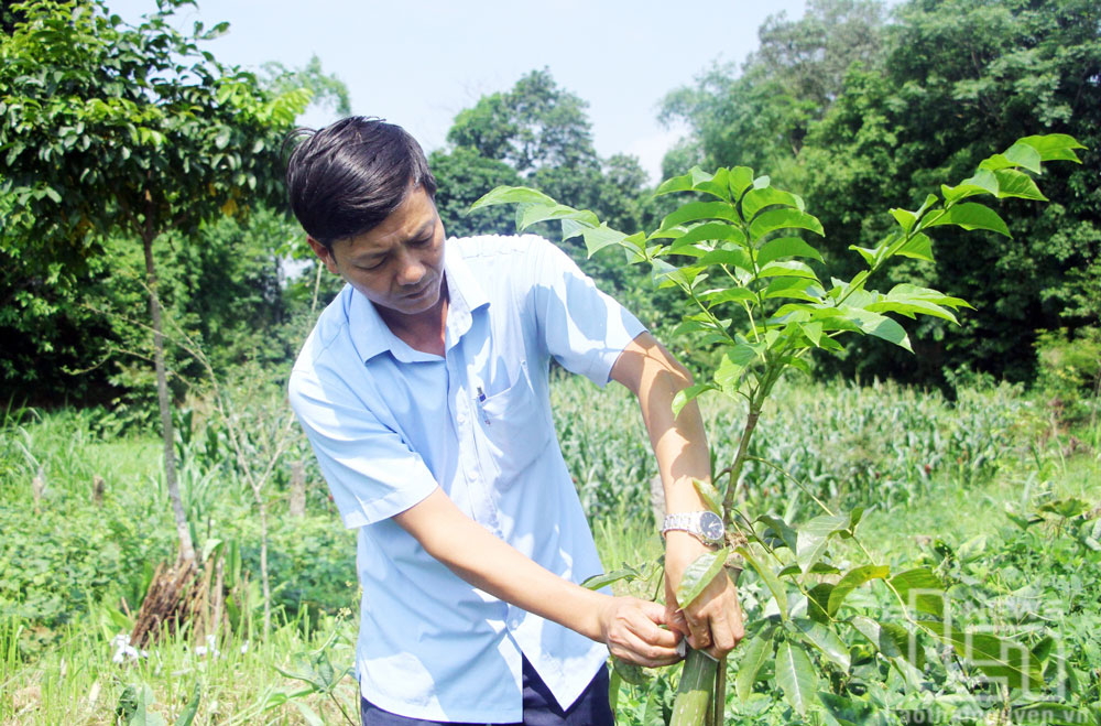 Hiệu quả từ dự án hỗ trợ phát triển sản xuất