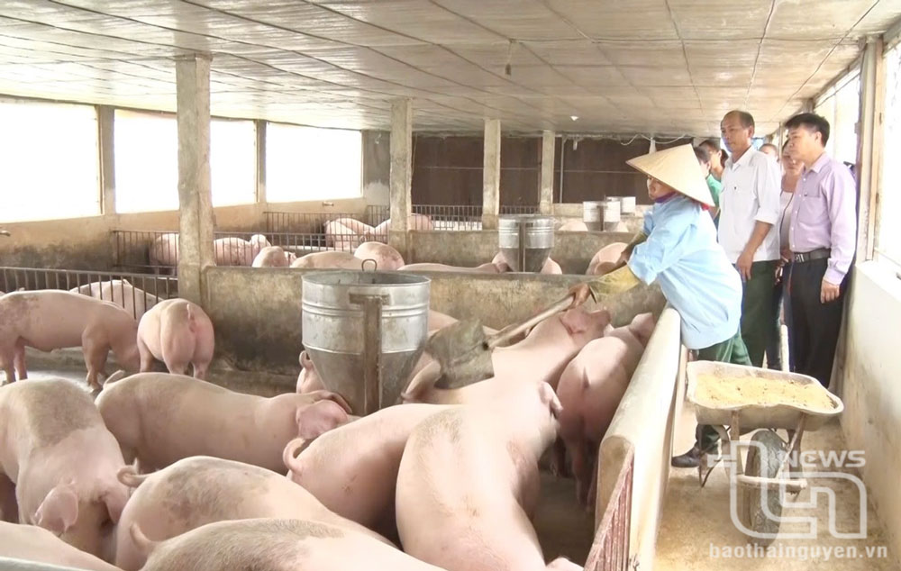 Thử nghiệm mô hình nuôi lợn bổ sung nguyên liệu chè xanh Thái Nguyên
