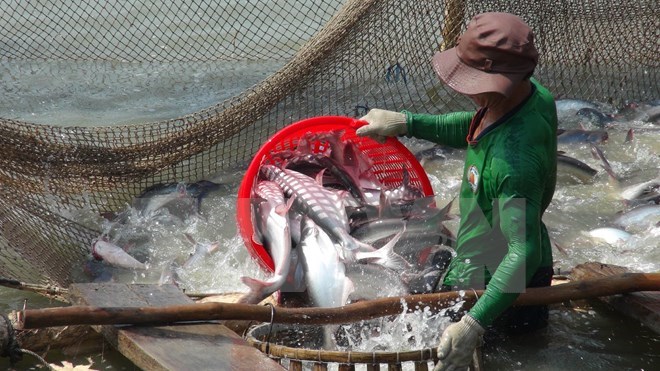 Việt Nam thất vọng vì Hoa Kỳ triển khai giám sát cá tra và cá basa