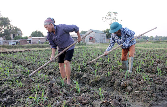 Phấn đấu có thêm 3 xã đạt chuẩn nông thôn mới