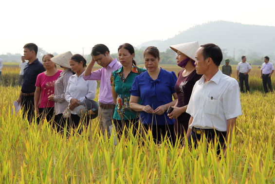 Đồng Hỷ: Mô hình cánh đồng mẫu lớn cho năng suất 69,2 tạ/ha