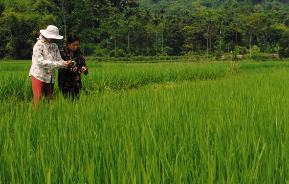 Giúp nông dân 
