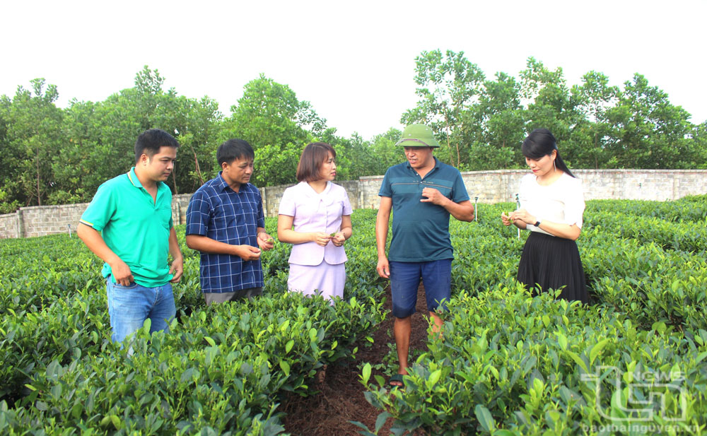 TP. Thái Nguyên đa dạng hóa sản phẩm từ cây chè