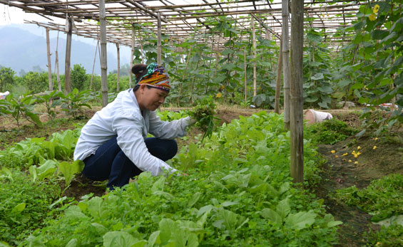 Thiếu chặt chẽ trong liên kết sản xuất