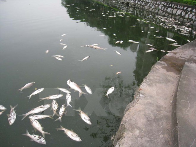 Lại xuất hiện tình trạng cá chết hàng loạt ở vùng biển Kiên Giang