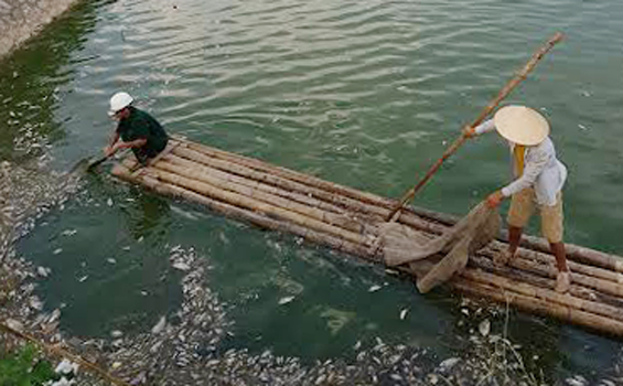 Cần xử lý ô nhiễm môi trường do cá chết tại Hồ điều hòa Xương Rồng