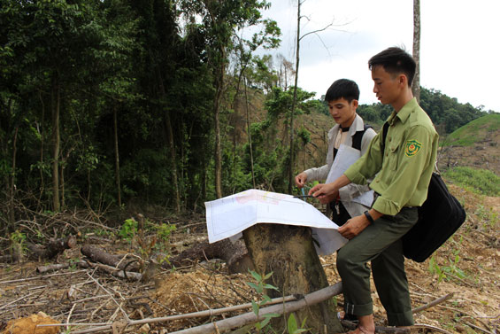 Không có việc phá rừng phòng hộ ở Liên Minh