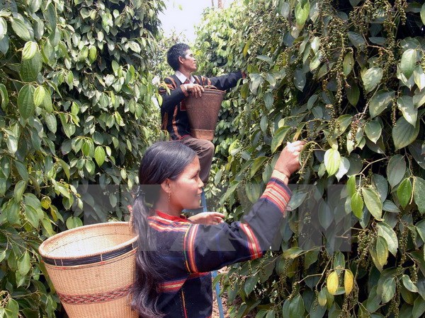 Ngăn chặn tình trạng ồ ạt mở rộng diện tích hồ tiêu tại Tây Nguyên