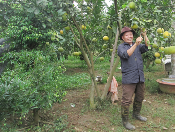 Phát triển vùng trồng cây ăn quả ở Tiên Hội
