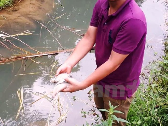 Hòa Bình: Dân bất lực nhìn cá chết trắng dọc thượng nguồn suối Màn
