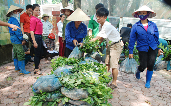 Cấp 144 vạn hom chè giống cho người dân