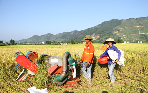 Đại Từ: Tập trung thu hoạch lúa mùa sớm để sản xuất vụ đông