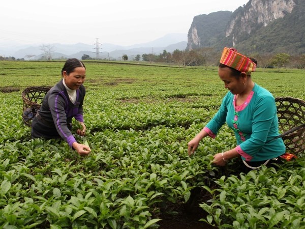 Vốn tín dụng dành cho nông nghiệp nông thôn vừa thiếu vừa yếu