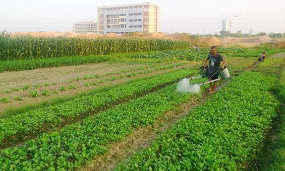 Hỗ trợ trên 4,4 tỷ đồng cho sản xuất cây trồng vụ đông