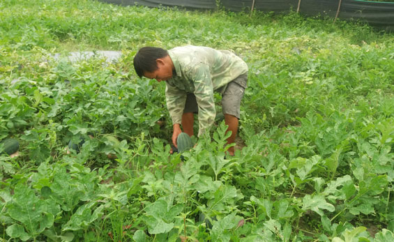 Nhộn nhịp sản xuất vụ đông