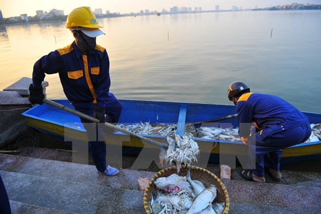 Hà Nội: Trắng đêm vớt xác cá chết và xử lý nước hồ Tây