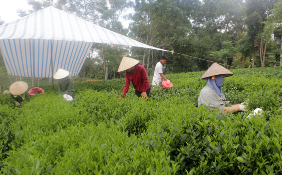 Khẳng định thương hiệu bằng chất lượng sản phẩm