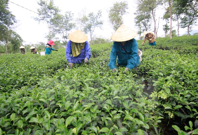 Thực hư về thông tin trà Ô long ở Lâm Đồng tồn kho 2.000 tấn