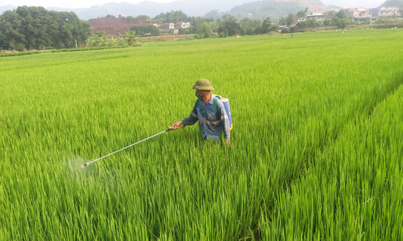 Phòng trừ sâu, bệnh hại lúa mùa cuối vụ