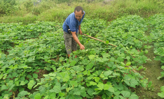 Phát triển sản xuất nông nghiệp theo hướng hàng hóa