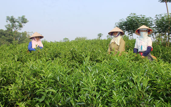 Toàn tỉnh có 196 làng nghề, làng nghề truyền thống