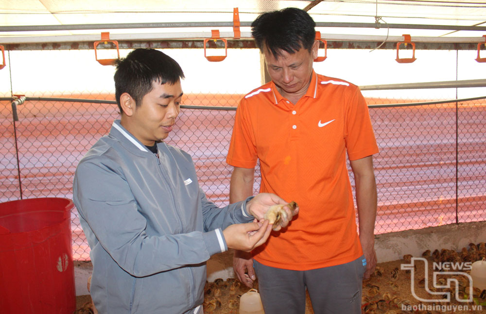 Đẩy mạnh liên kết trong chăn nuôi trang trại