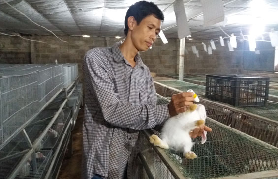 Làm giàu từ chăn nuôi thỏ sinh sản