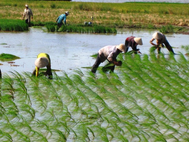Ảnh hưởng cơn bão số 2: Yêu cầu kết thúc gieo cấy trước ngày 10/8