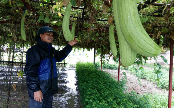Trăn trở vùng rau Đông Cao