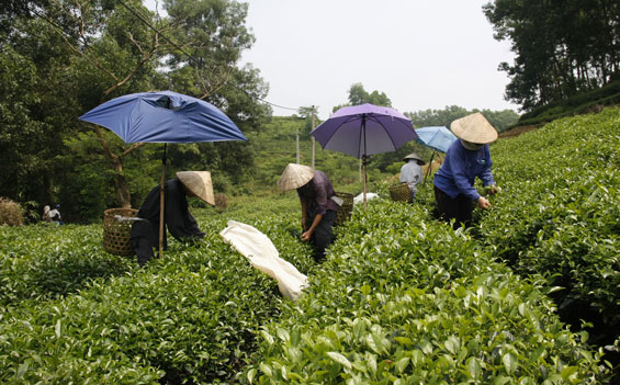Khơi nguồn phát triển Đảng ở chi bộ nông thôn