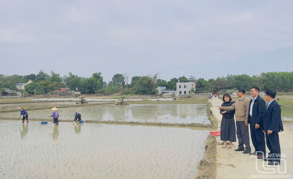 Triển khai mô hình sản xuất lúa hữu cơ quy mô 34ha