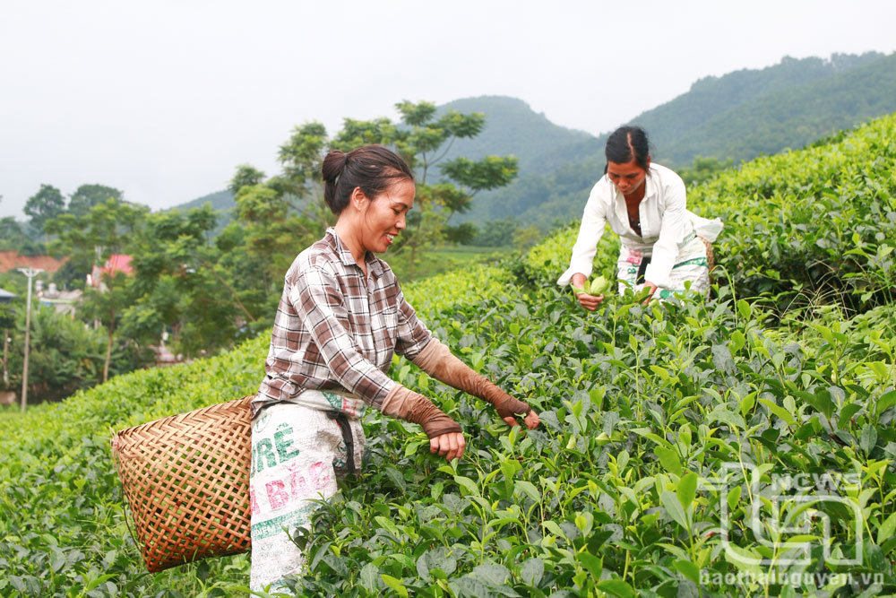 Định Hóa: Hỗ trợ 70% giá giống chè trồng mới và thay thế