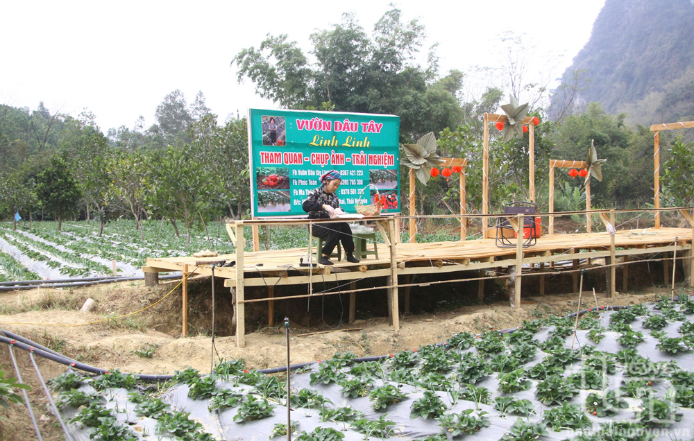 Cách thu hút du khách của những nông dân thế hệ mới