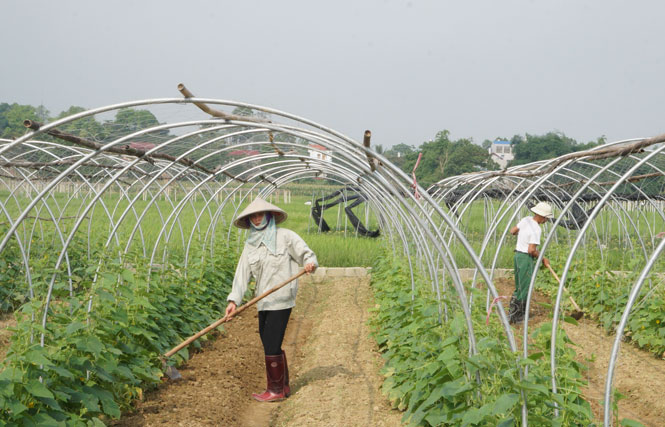 Hội viên phụ nữ đi đầu trong sản xuất nông sản sạch 