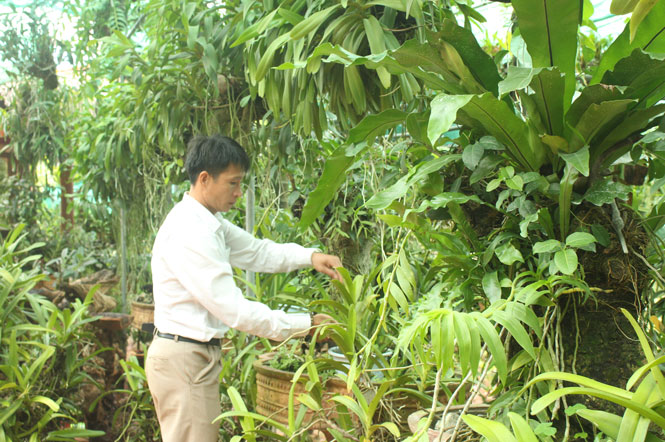 Góp phần bảo tồn các giống lan quý 