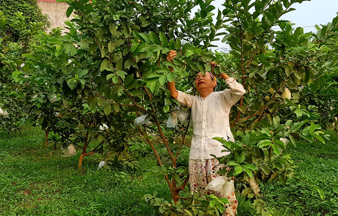 Giao chủ sở hữu nhãn hiệu tập thể ổi Linh Nham 