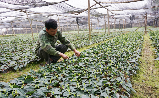 Trồng mới và trồng lại được 779ha chè 