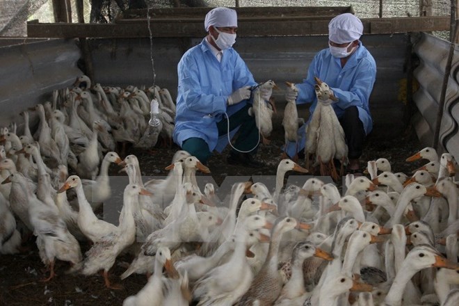 Iraq kéo dài lệnh cấm nhập gia cầm từ Việt Nam do cúm H5N1