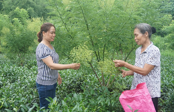 Chuyện về những 