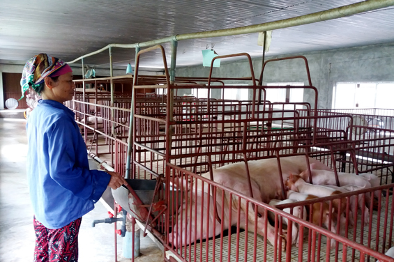 Giá lợn tăng: Người chăn nuôi thận trọng tái đàn