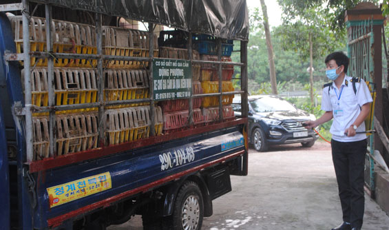 Tăng cường quản lý giết mổ, buôn bán sản phẩm động vật