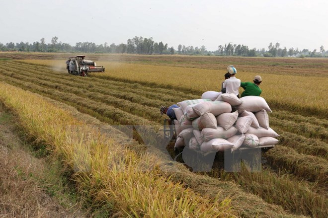 Các tỉnh miền Bắc 10 năm liên tiếp được mùa vụ Đông Xuân