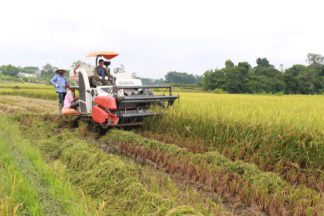 Khẩn trương thu hoạch lúa mùa sớm để sản xuất vụ đông 