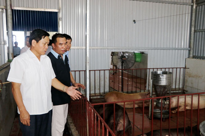 Lãnh đạo tỉnh kiểm tra hoạt động sản xuất nông nghiệp tại Phú Bình 