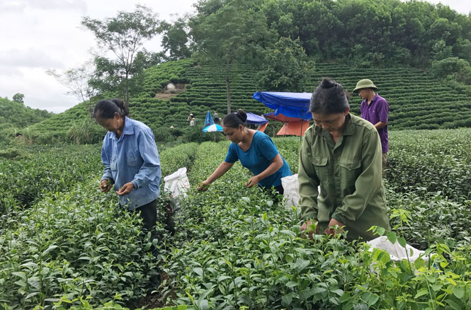 Sản xuất nông nghiệp hữu cơ: Còn nhiều vướng mắc (Kỳ 1) 
