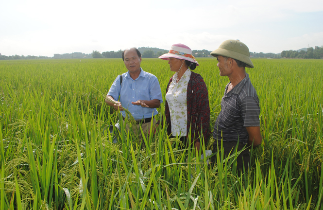 Sản xuất nông nghiệp hữu cơ:Kỳ 2- Hướng tới sản xuất nông nghiệp an toàn, bền vững 
