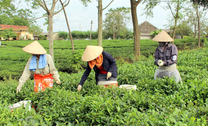 Phát triển Đảng trong khu vực kinh tế tập thể: Khó nhưng vẫn có lời giải 