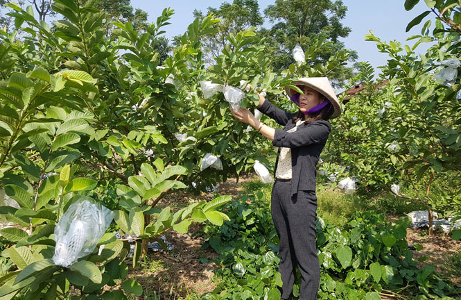 Linh Sơn - Vùng quả ngọt 