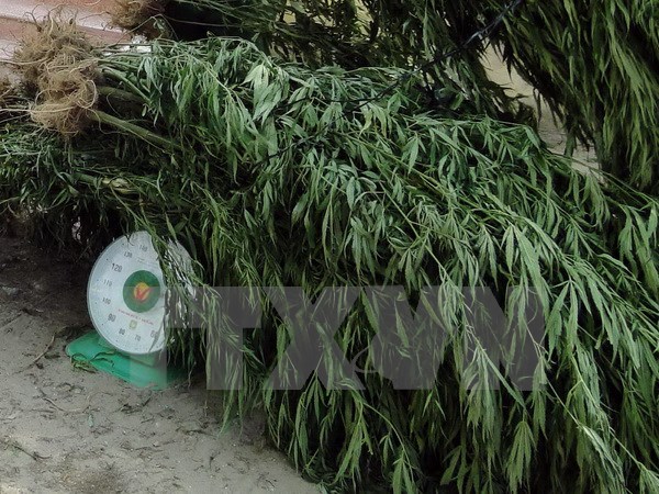 Phát hiện 13kg thảo mộc nghi cần sa vận chuyển về sân bay Nội Bài